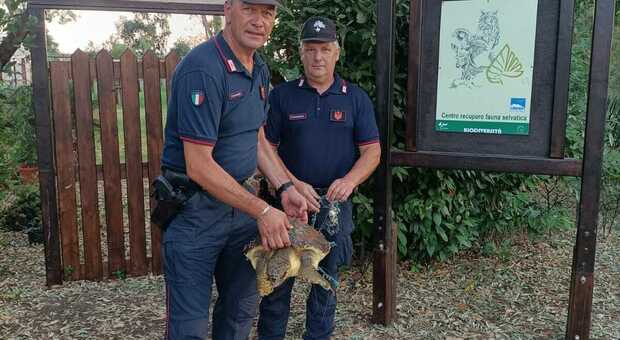 Bagnanti trovano tartaruga impigliata, salvata dai carabinieri a Fogliano