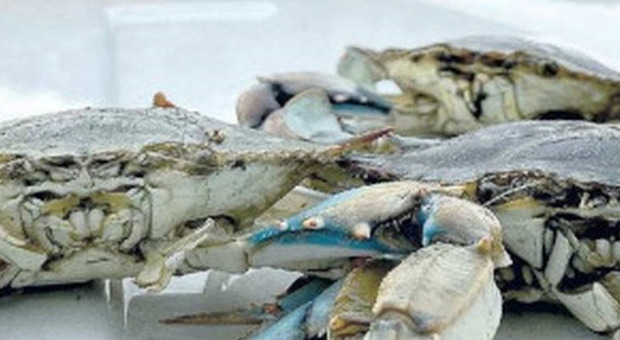 Pesca, alleanza oltre il Po delle marinerie per l'emergenza granchio blu: avanza l'ipotesi manifestazione