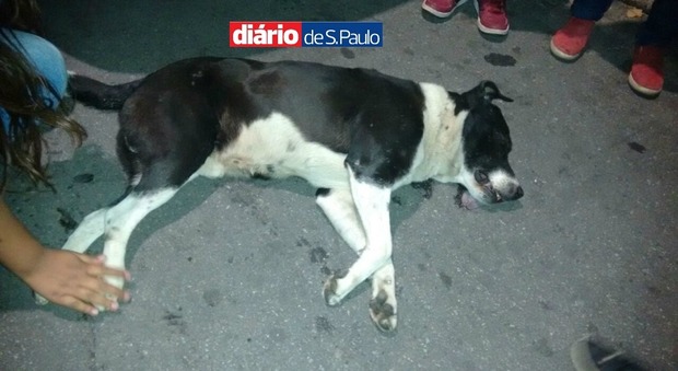 Poliziotto uccide il cane mascotte 'Bob': "Ringhiava alla volante quando passava"