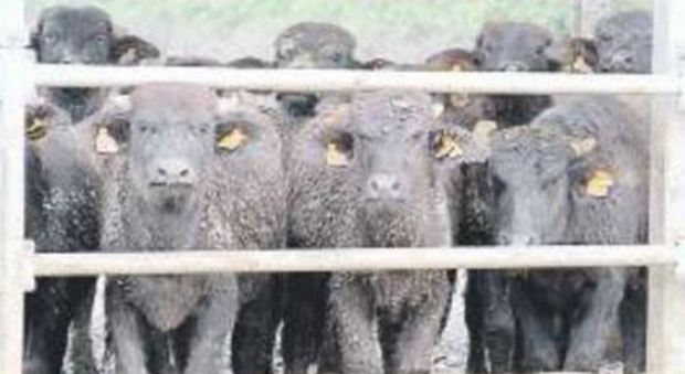 Gli allevatori: «Troppi capi abbattuti», e il caso bufale approda in Regione