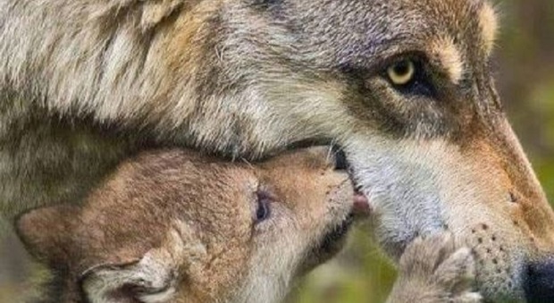 L'allarme di Coldiretti: «È urgente ridurre la presenza del lupo»