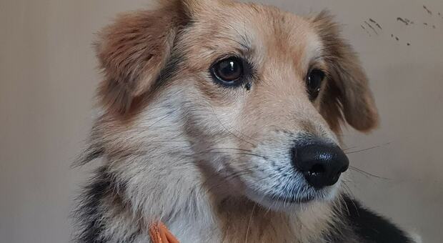 Mia e il vagabondo: il cagnolino in fuga in Salento ha trovato l'amore (e una casa)