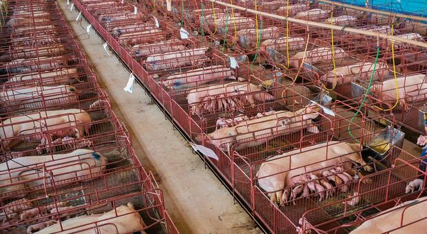 Un allevamento intensivo di maiali, costretti a vivere in gabbie