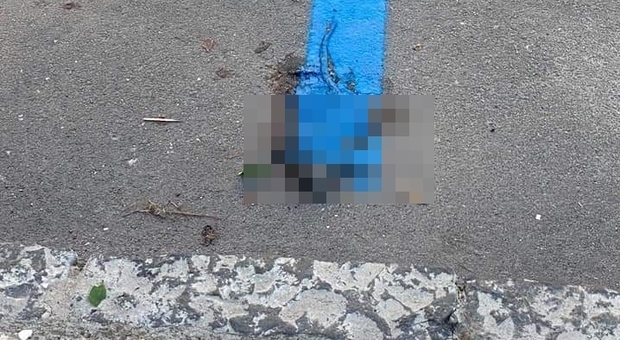 Caivano, strisce blu dipinte su un ratto morto sull'asfalto