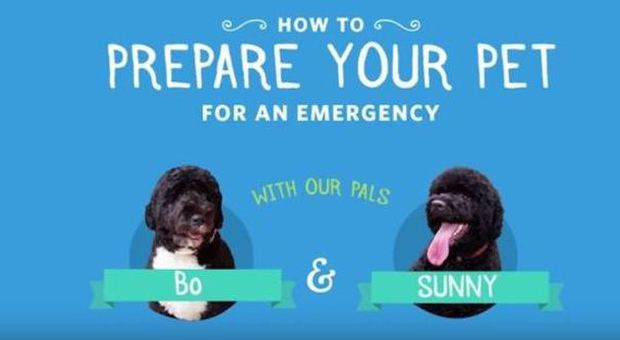 «Come preparare il tuo cane a un'emergenza»: la Casa Bianca pubblica il decalogo di Bo e Sunny