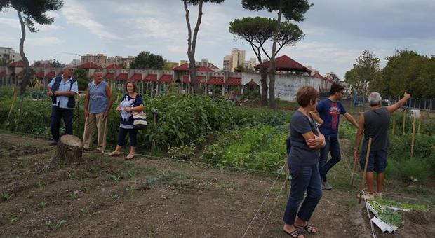 Ponticelli, nuova vita agli orti urbani dopo gli incendi: terrazze coltivate al posto delle erbacce