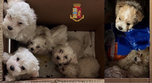 Salvati cuccioli di cane a Cortona, i Bichon Maltese nascosti in due scatoloni nell'auto: usati per il traffico illecito