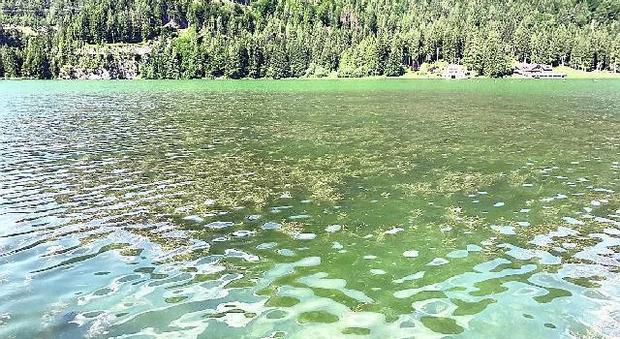 Enel abbassa il livello nel bacino e dal lago di Alleghe spuntano le alghe
