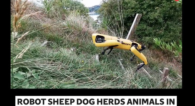 Cane robot per far pascolare le pecore e pattugliare i campi: «Sa anche aprire le porte»