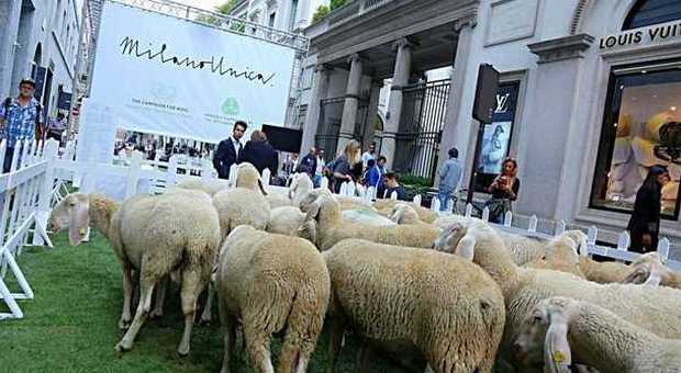 Milano, l'invasione delle pecore al pascolo in via Montenapoleone -Guarda