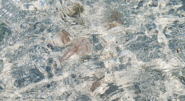 La medusa "Pelagia" avvistata lungo le spiagge tarantine