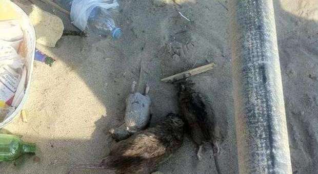 Giugliano. Topi morti in riva al mare: allarme igiene sul litorale