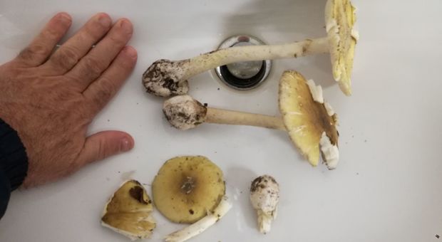 Moglie e marito avvelenati dai funghi: eseguito il trapianto di fegato sulla donna