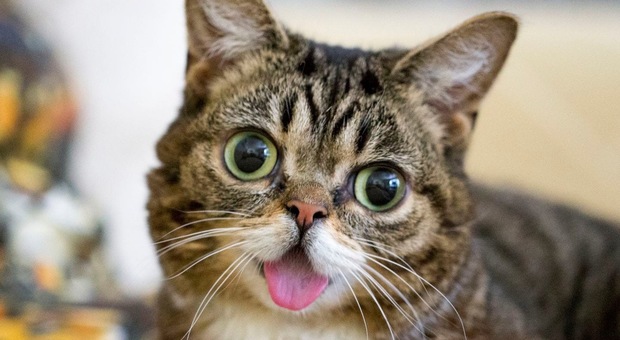 Addio a Lil Bub, la gattina che ha incantato il mondo