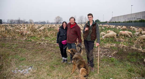 Mille pecore dal Trentino alla pianura padovana, seguendo il corso del Brenta