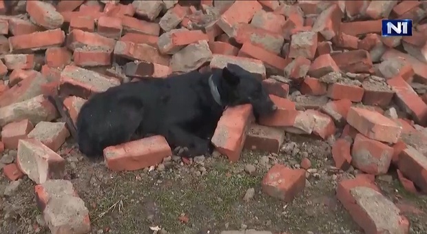 Terremoto Croazia. Le strazianti immagini del cane rimasto a guardia della sua casa crollata (immagine pubblicata da TvN1 e Domagoj Novokmet su Twitter)