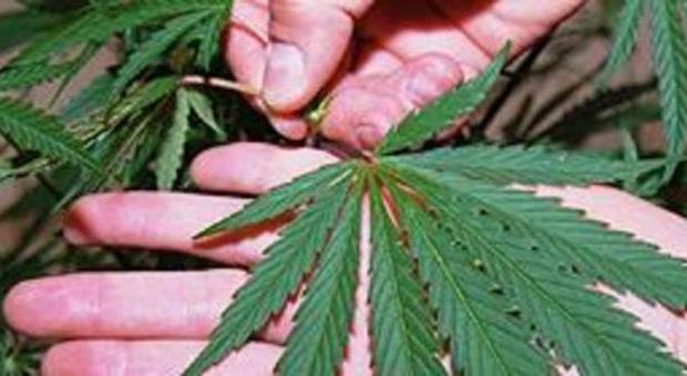 Spacciavano marijuana Due giovani arrestati