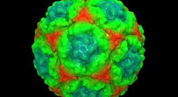 Un virus del raffreddare può curare il tumore della vescica