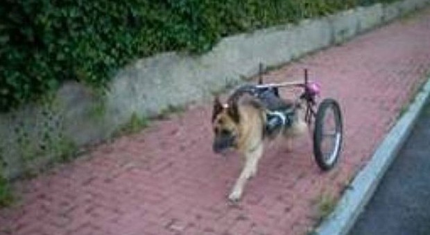 Travolto da un'auto pirata il cane Pluto passeggia in carrozzina per le strade