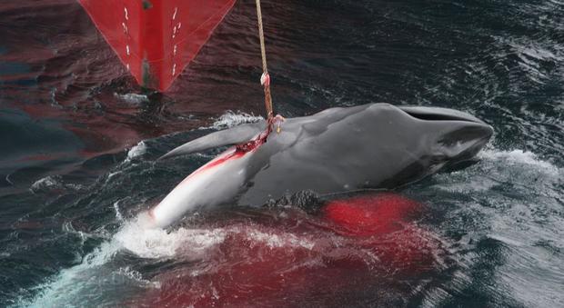 Balene a rischio estinzione Gli scienziati: ecco le cause