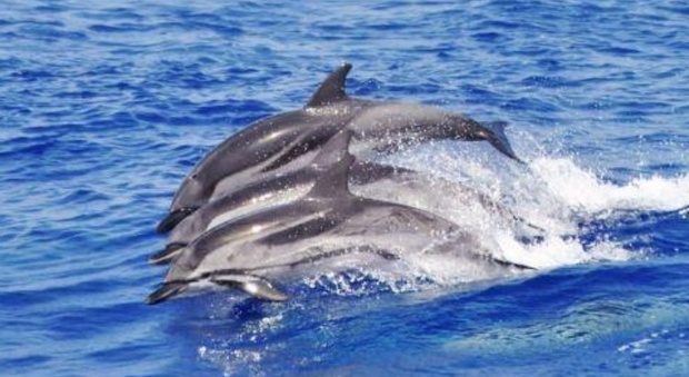 Eolie, scioperano i pescatori: «Troppi delfini: reti danneggiate e svuotate»
