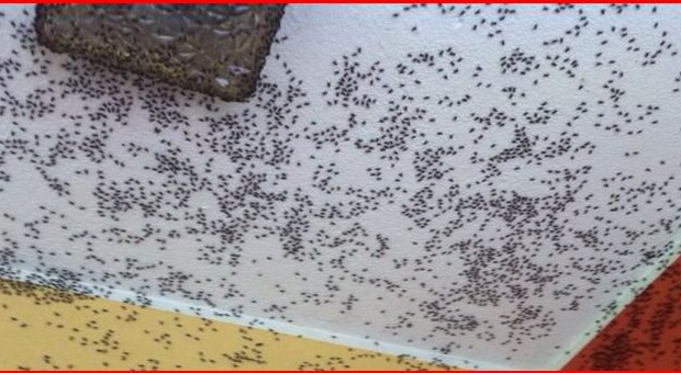Una frazione di Limana assediata dalle mosche richiamate dagli escrementi di un vicino allevamento di galline