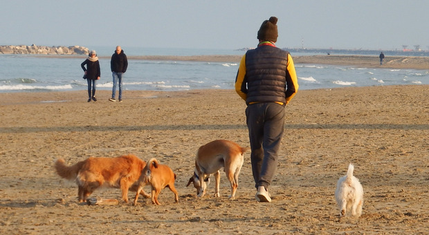 Padroni e cani a passeggio nella spiaggia della Riviera
