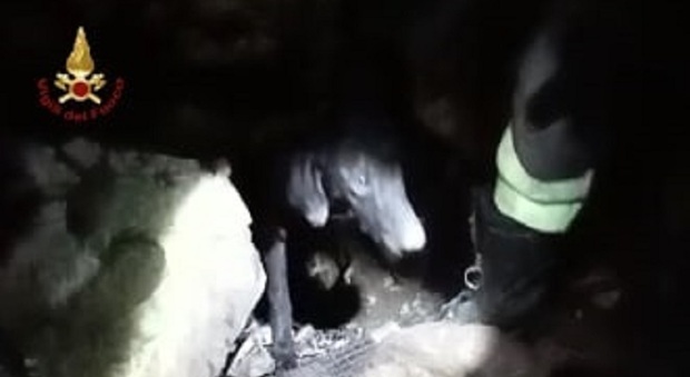 Tre cani si perdono durante una caccia al cinghiale a Cagli: due recuperati. Si lavora per salvare l'ultimo