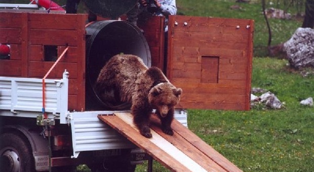 Trento chiede lo spray contro gli orsi: «Ormai sono troppi e sono cresciuti in fretta»