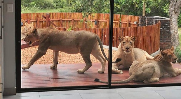 Apre la porta di casa e trova sei leoni (immag e video diffusi da David de Beer su Fb)