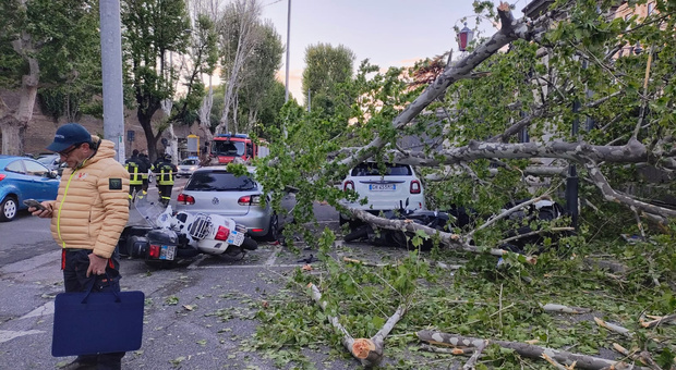 Roma, albero crolla davanti l'ingresso del Policlinico Umberto I: colpite 4 auto e 2 motorini