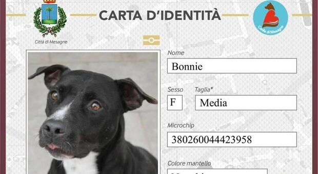 Una cartà d'identità per 120 cani: le adozioni aumentano