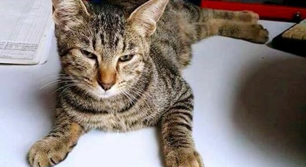 Violenza su un gatto, lo sospetta il veterinario: il proprietario racconta pubblicamente la storia di Remo preso a calci