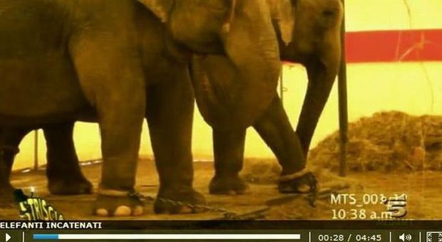 Elefanti incatenati: Striscia contro il Circo Togni
