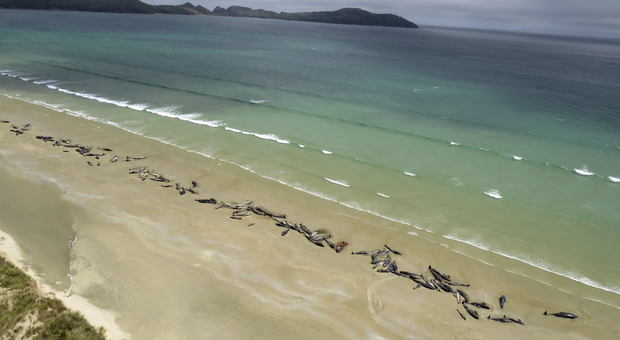 Strage di balene, 145 arenate in spiaggia. «La metà erano morte, eutanasia per le altre»