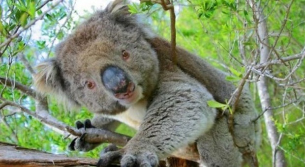 Koala investito: gli fanno la respirazione bocca a bocca
