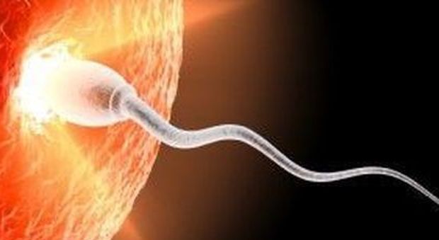 Spermatozoi ottenuti da cellule dell'orecchio contro la sterilità maschile