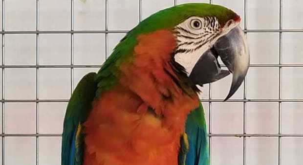 Il pappagallo Pasquale