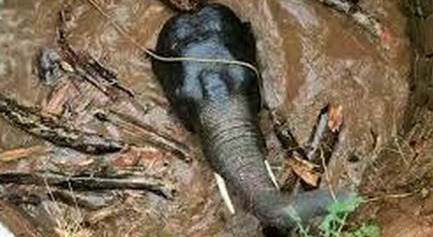 Elefante caduto in un pozzo salvato dopo un'operazione durata 14 ore