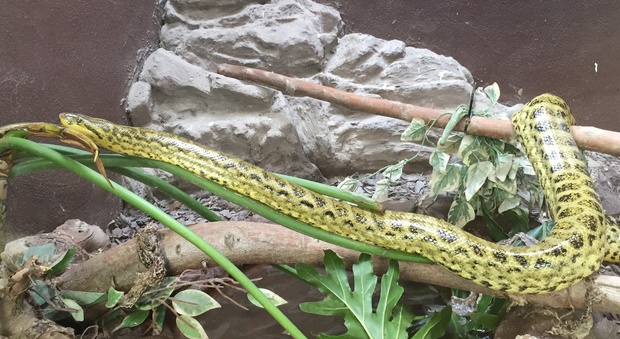 Dai coccodrilli alle anaconde, stand dello Zoo di Napoli alla fiera dei rettili Erpisa