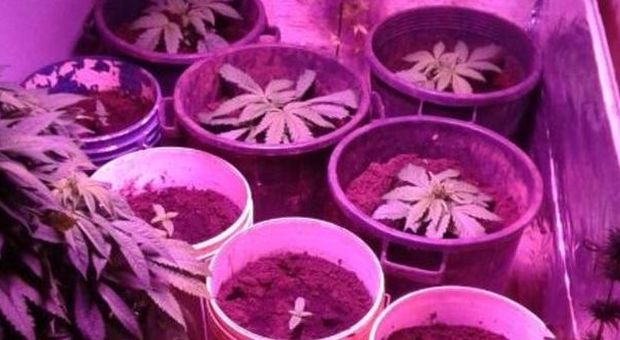 La marijuana coltivata in casa: sequestrate 13 piante e denunciato un 49enne