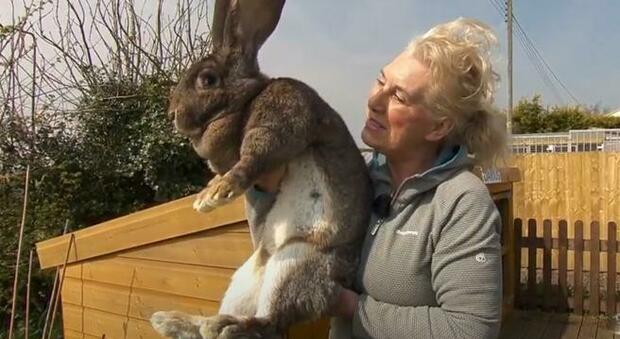 Rapito Darius, il coniglio più grande del mondo. La polizia: «Non deve uscire dal Regno Unito»