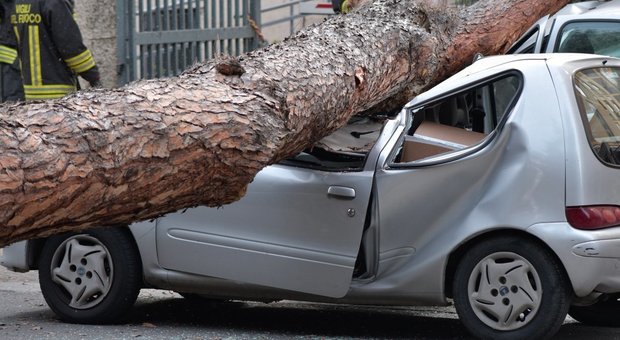 Roma, crolla albero in viale Mazzini: due feriti gravi (TOIATI/LEONE)