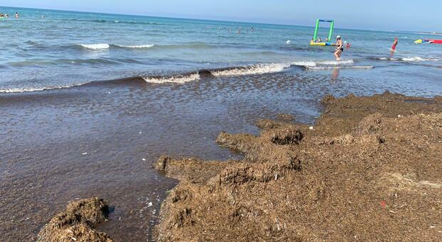 Tappeto di alghe morte sulla spiaggia. Brutta sorpresa per i bagnanti