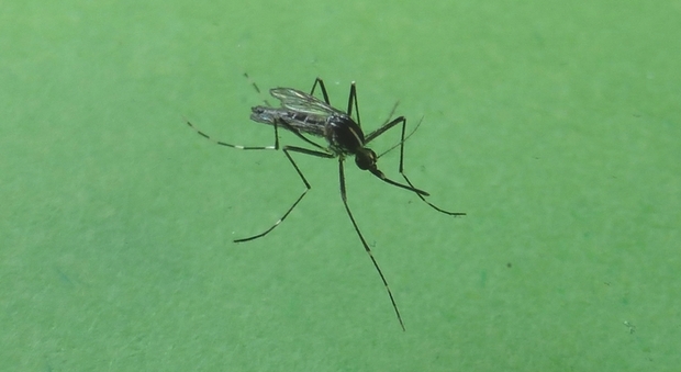 La zanzara coreana