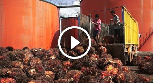 "Bambini sfruttati per produrre olio di palma": la denuncia di Amnesty International