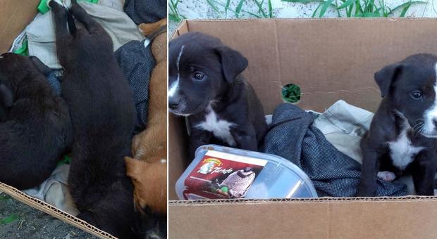 Roma, cinque cuccioli abbandonati in una scatola con la scritta 'Regalo': salvati dalla polizia
