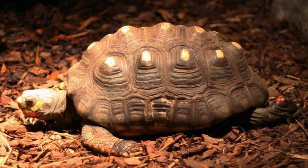 Brasile, tartaruga persa nel 1982 ritrovata viva in soffitta 34 anni dopo