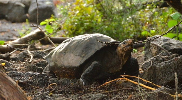 Vive alle Galapagos Fernanda, la tartaruga gigante che si pensava estinta da un secolo