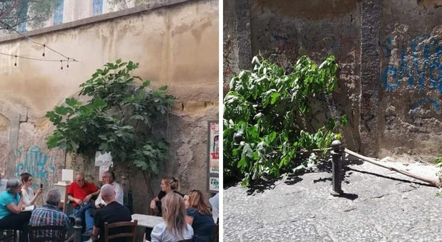 Napoli, vandalismo al centro storico: reciso il fico della panchina letteraria a Santa Chiara